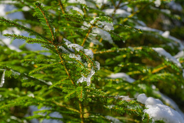 Green spruce branches covered with snow. Up close.