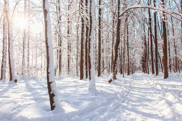 Pathway in winter pine forest with snow on trees and floor in sunny day
