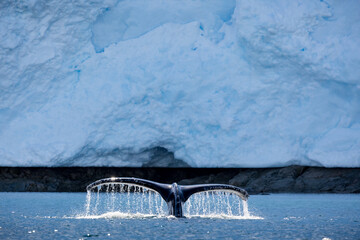 Humpback whale in Antarctica, showing its take above the water