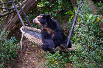 Obraz na płótnie Canvas A large black bear relaxing after hunting and fishing