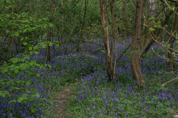 Howe Park Wood, a remnant of Britain's ancient woodlands located in Milton Keynes