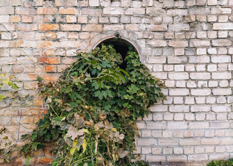 Wild grapes with green leaves grows in a metal pipe against the background of a brick wall.