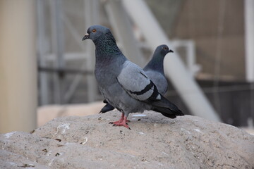 Two pigeons sitting on the stone