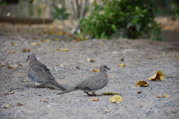 Two doves bird on the ground