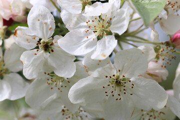 fleurs de cerisier 