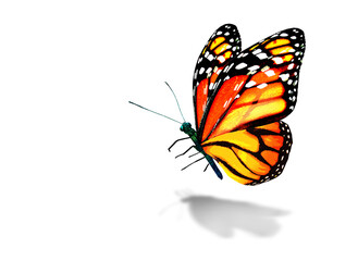 Fototapeta na wymiar Color monarch butterfly , isolated on the white background
