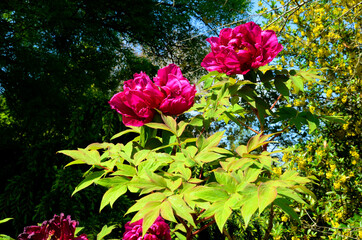 Spring flowers: Paeonia × suffruticosa, variety obtained from three cultivars of Paeonia