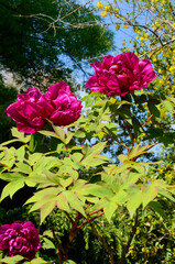 Spring flowers: Paeonia × suffruticosa, variety obtained from three cultivars of Paeonia