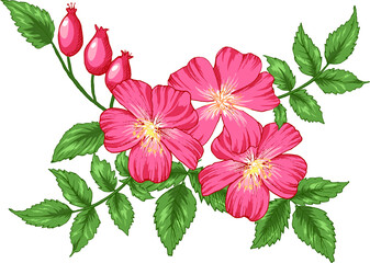 Colorful vector illustration of dog rose flowers bouquet for invitation and greeting card, t-shirts design. All elements are isolated on their layers.