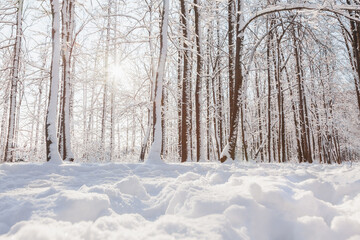 Sunset in winter pine forest with snow on trees and floor in sunny day