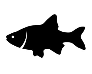 Vector black silhouette of fish on white background