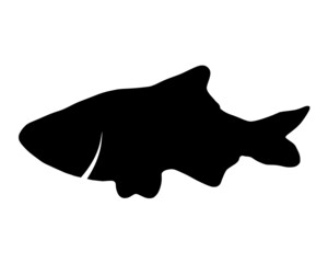 Vector black silhouette of fish on white background