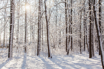 Sunset in winter pine forest with snow on trees and floor in sunny day