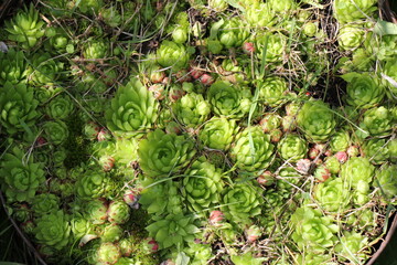 stonecrop leaves close up	