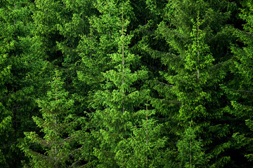 A forest with green Norwegian wood taken from the side. It's a wall of trees.