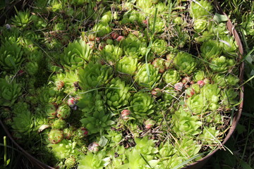 Fototapeta premium green moss on the ground
