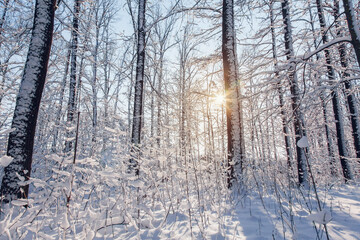 Sunset in winter pine forest with snow on trees and floor in sunny day