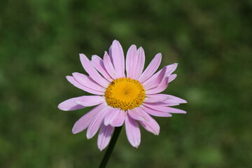 Obraz premium pink pyrethrum flower