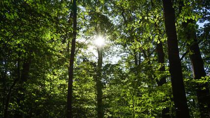 sun rays through trees
