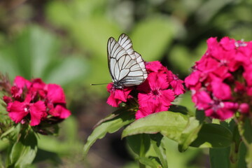 butterfly on a pink flower