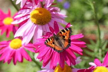 butterfly on a flower