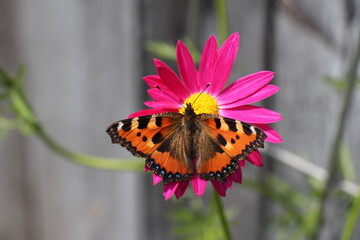 butterfly on flower