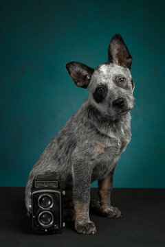 An Australian Cattle dog puppy with a photo camera