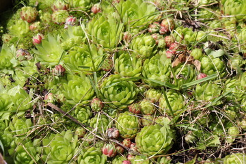 stonecrop leaves close up	