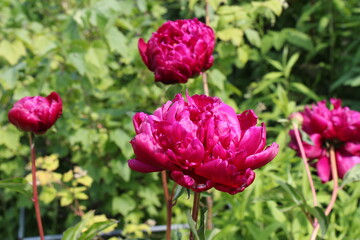 pink peony in the garden