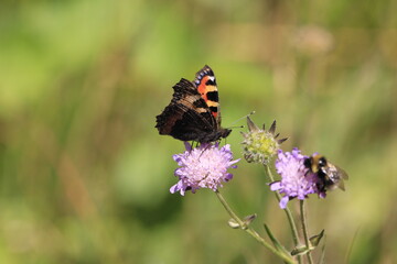 butterfly on a flower