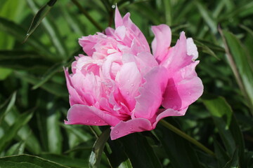 Fototapeta premium pink peony flower in the garden