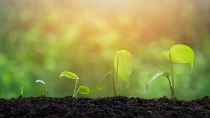 Sunlight on surface of agriculture plant seedlings growing in germination sequence on fertile soil with blurred greenery background
