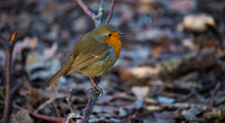 Cute little robin bird perched on a tree twig during winter