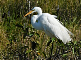 Egret perched on a branch