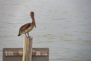 Pelican sitting on pole in the ocean 
