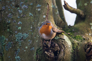 Cute little robin bird perched on a tree trunk