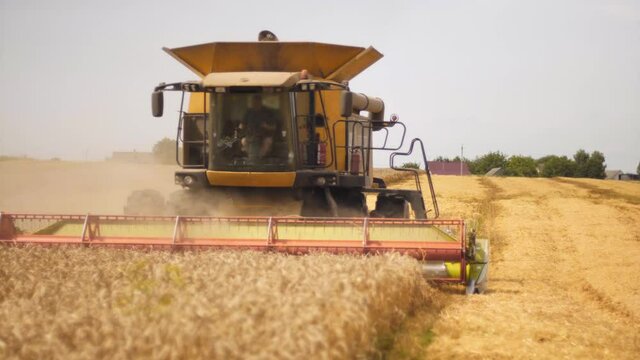 Wheat harvesting on field in summer season. Man in combine harvester with two rotor separation, chaff spreader cuts and threshes ripe wheat grain. Process of gathering crop by agricultural machinery