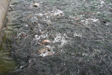 background with water and fish 