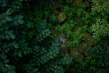 Obraz na płótnie Canvas green moss on the rocks