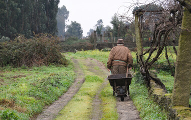 Obraz premium Homem pobre e velho a trabalhar no campo puxa um carro de mão com um ancinho dentro, com roupa velha vestida num dia de chuva de inverno