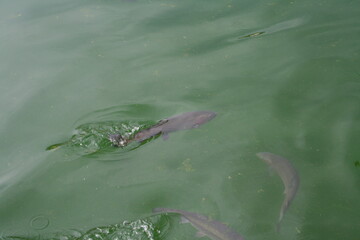 fish swimming in the pond