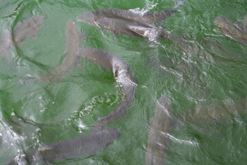 fish swimming in the pond