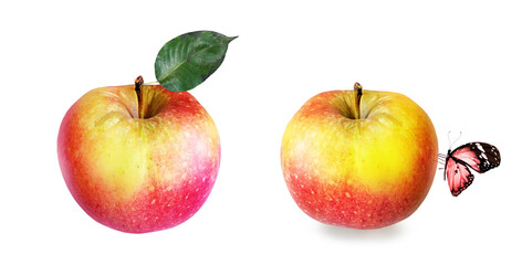 Fototapeta na wymiar Color apple on white background