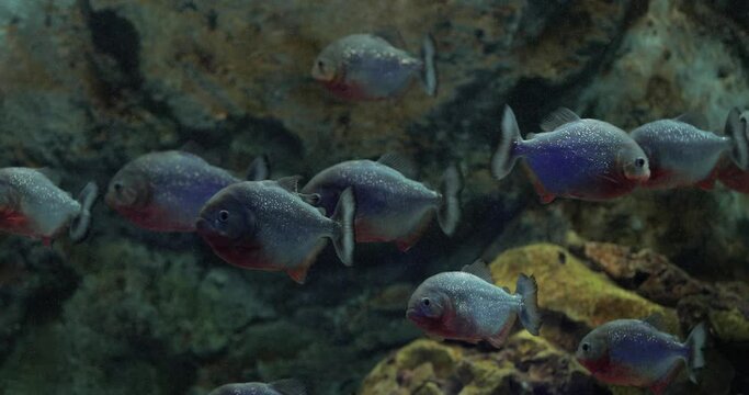 Close-up view of fish in aquarium