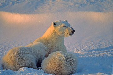 Polar bear nursing her cubs
