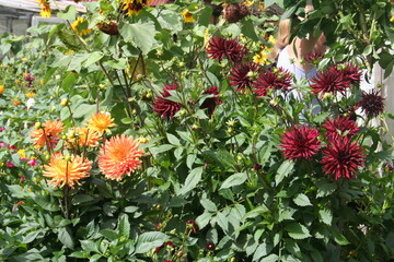 flowers and green plants 