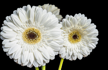 White gerbera daisies against black background