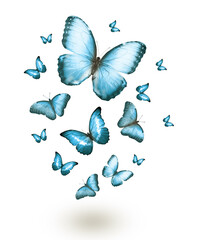 Obraz na płótnie Canvas Flock of flying butterflies isolated on white