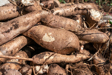 pile cassava for tapioca flour industry, raw yucca tuber, cassava in top view for background