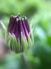 Macro flower bud